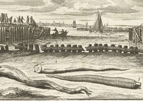 mei_rh_prent paalwormen_rijks mei_rh_prent paalwormen_rijks