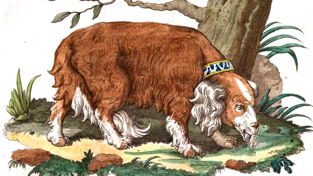 Dolle hond mrt23