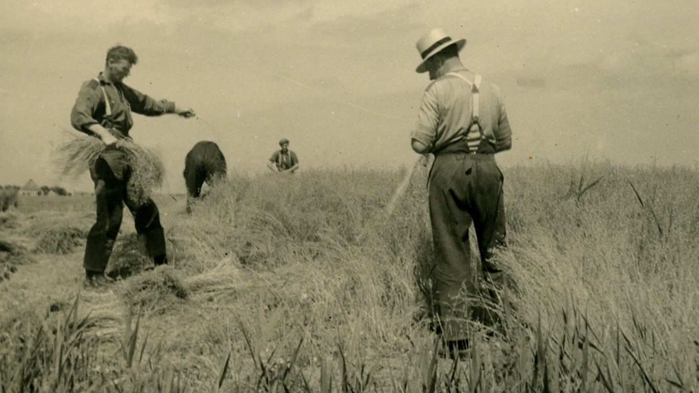 vlasstrekken_mei24 vlasstrekken_mei24