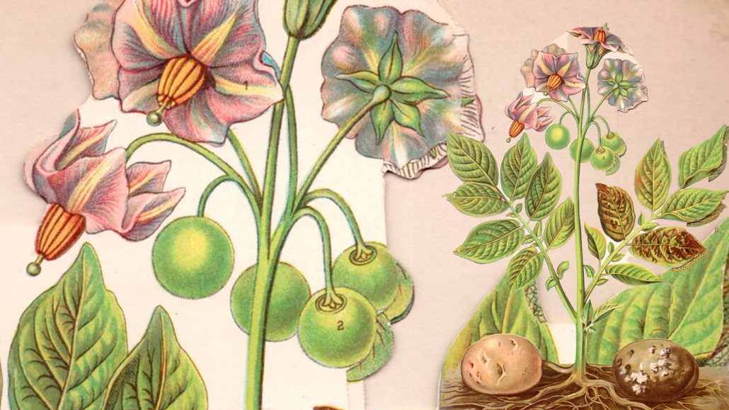 Beeld ankeiler 4 Aardappelplant
