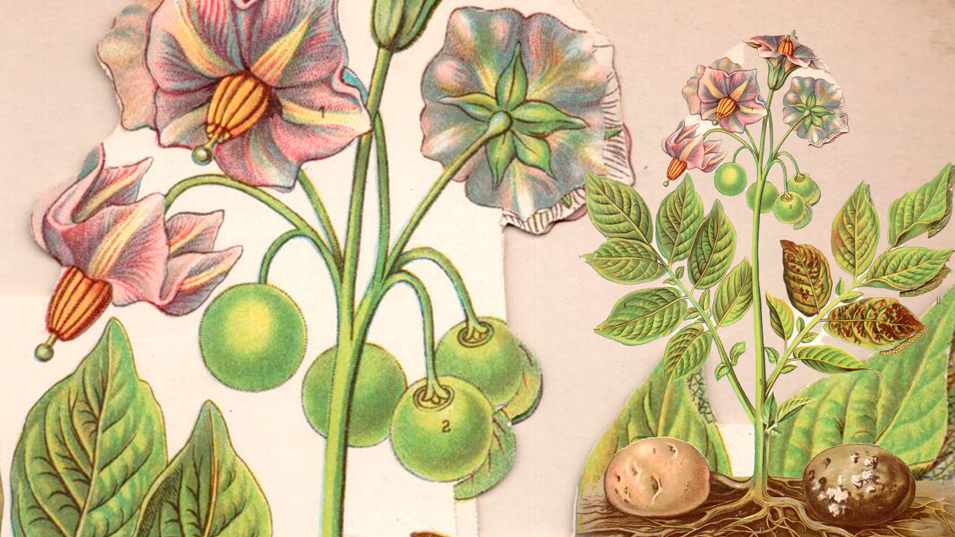 Beeld ankeiler 4 Aardappelplant Beeld ankeiler 4 Aardappelplant