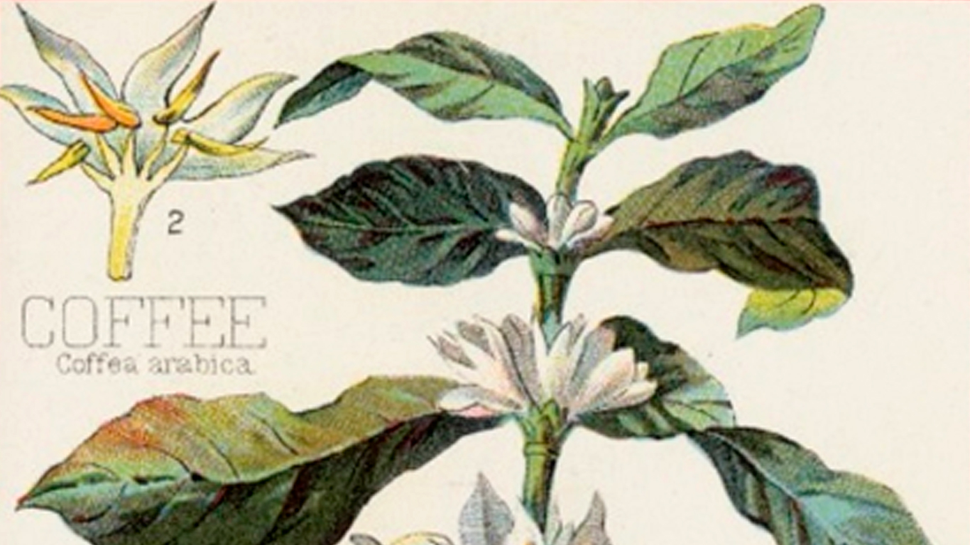 koffieprent_juli25 koffieprent_juli25