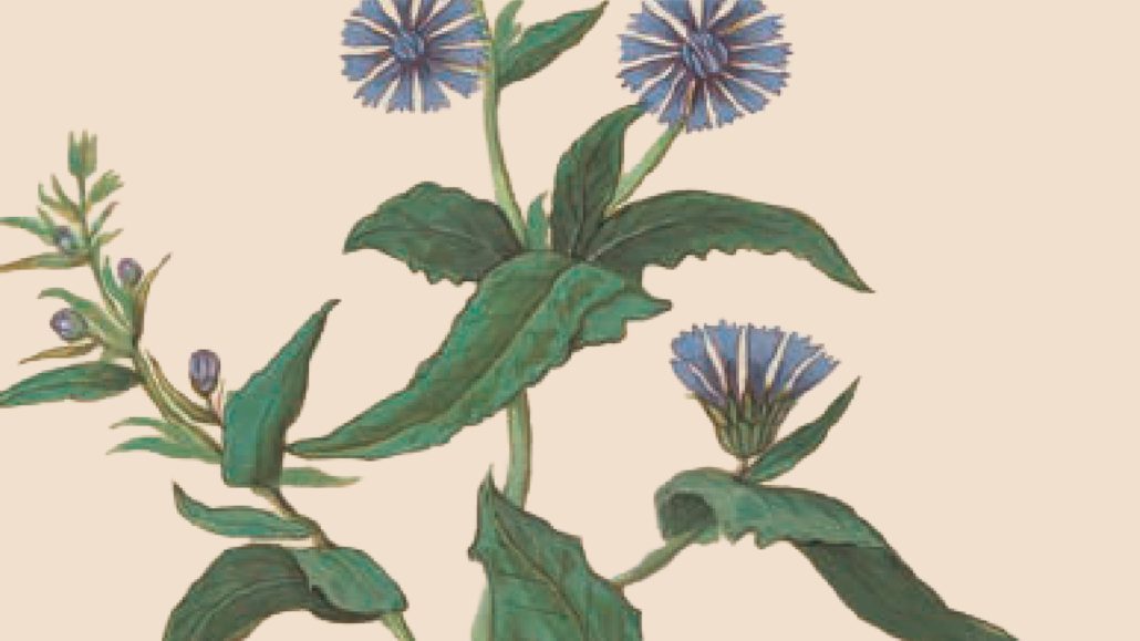 ankeiler cichoreiplant jan26